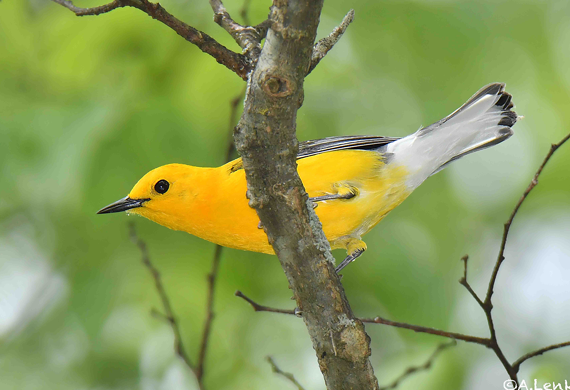 Prothonotary Warbler by Alan Lenk